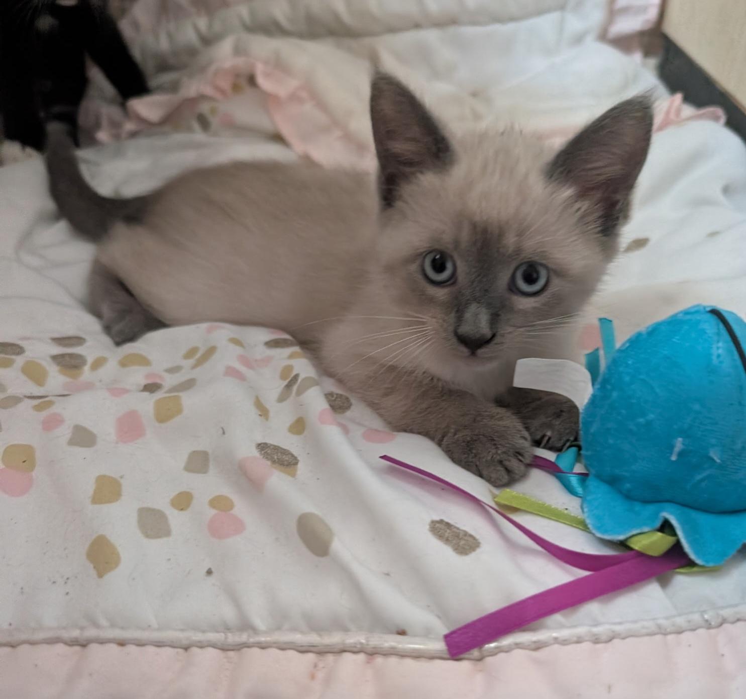 Enlarge OPAL MAE, an adopted mixed breed in Elgin, SC image 2/2