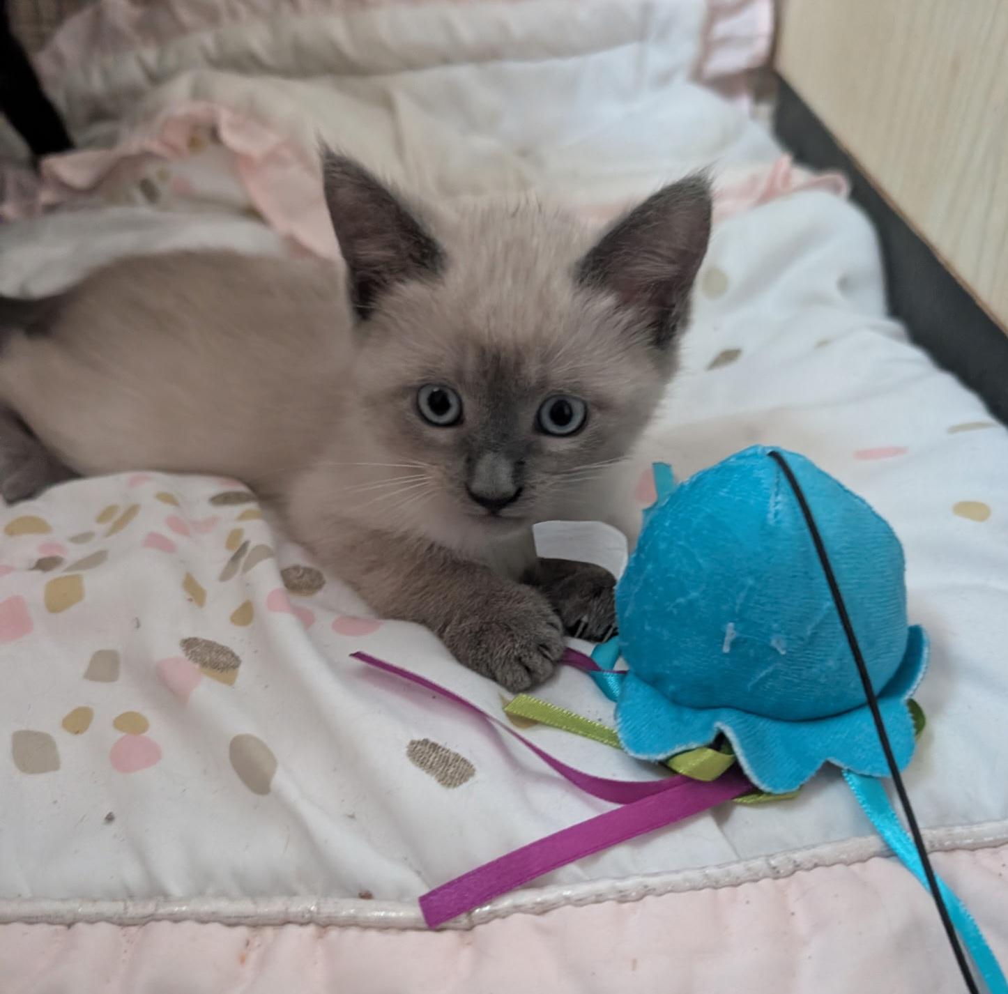 Enlarge OPAL MAE, an adopted mixed breed in Elgin, SC image 1/2