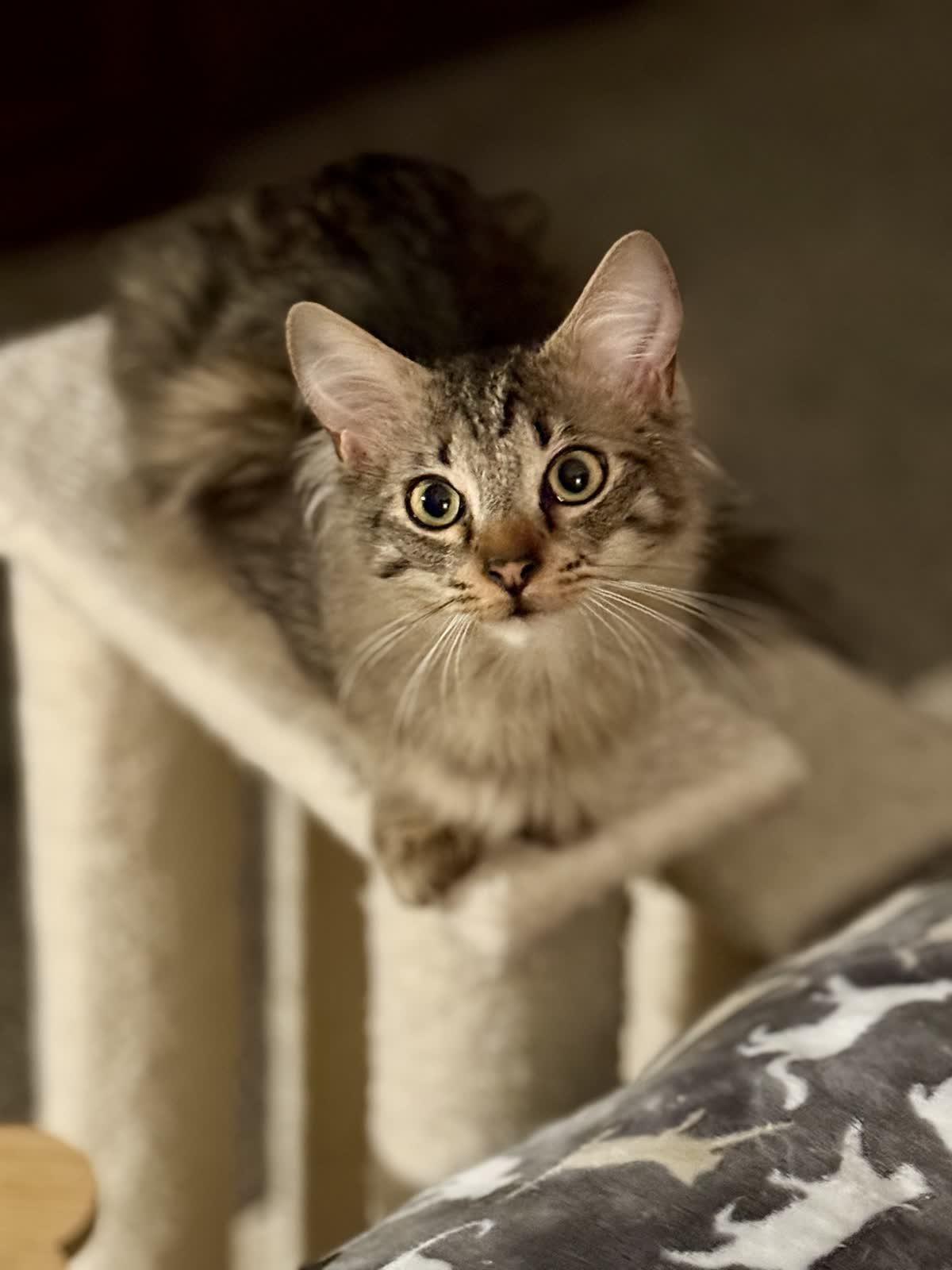 Buzz, Adoptable, Young Male Domestic Medium Hair.