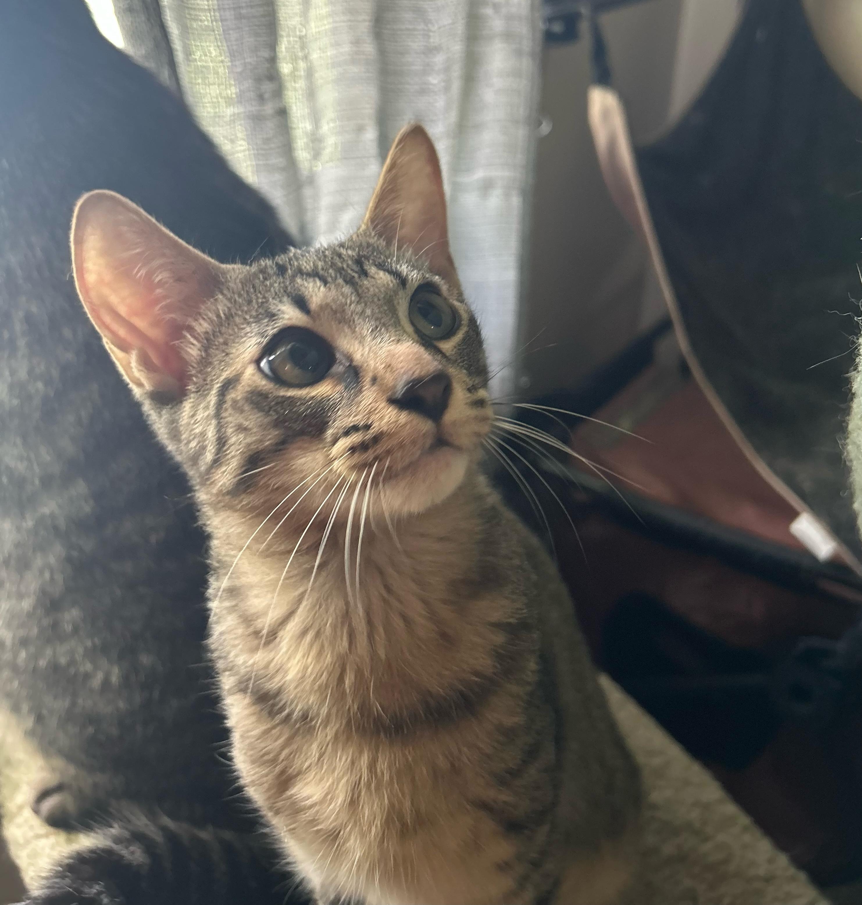 Enlarge Buzz, a Adoptable Domestic Medium Hair in Murfreesboro, TN image 3/5