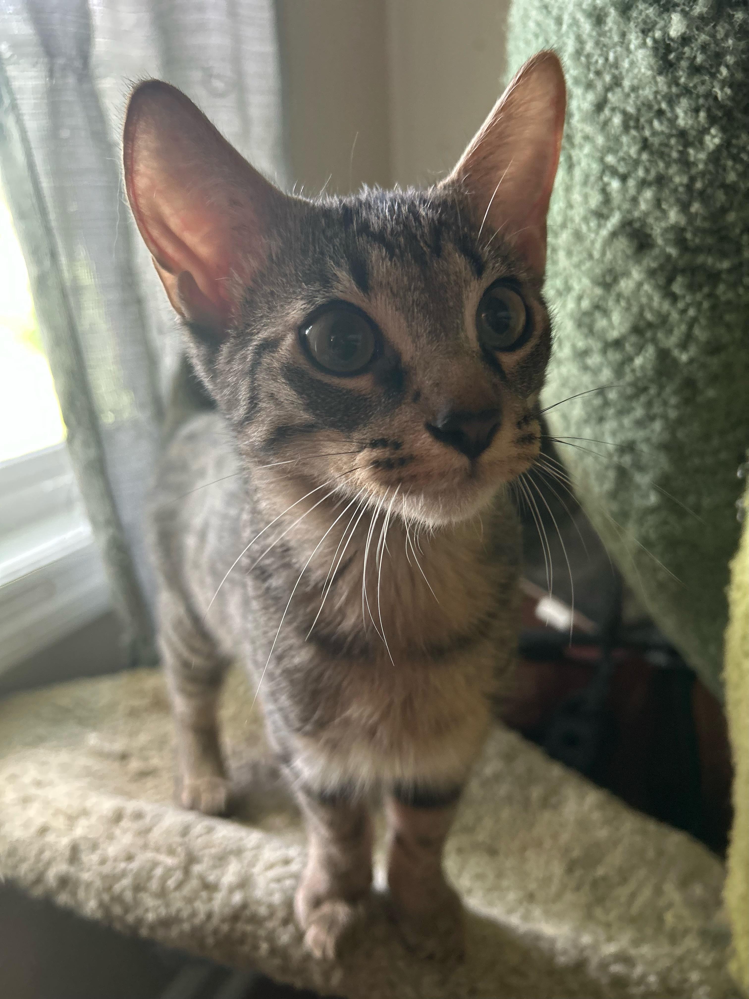 Enlarge Buzz, a Adoptable Domestic Medium Hair in Murfreesboro, TN image 5/5