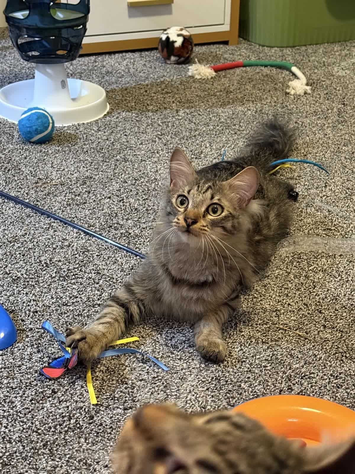 Enlarge Buzz, a Adoptable Domestic Medium Hair in Murfreesboro, TN image 2/5