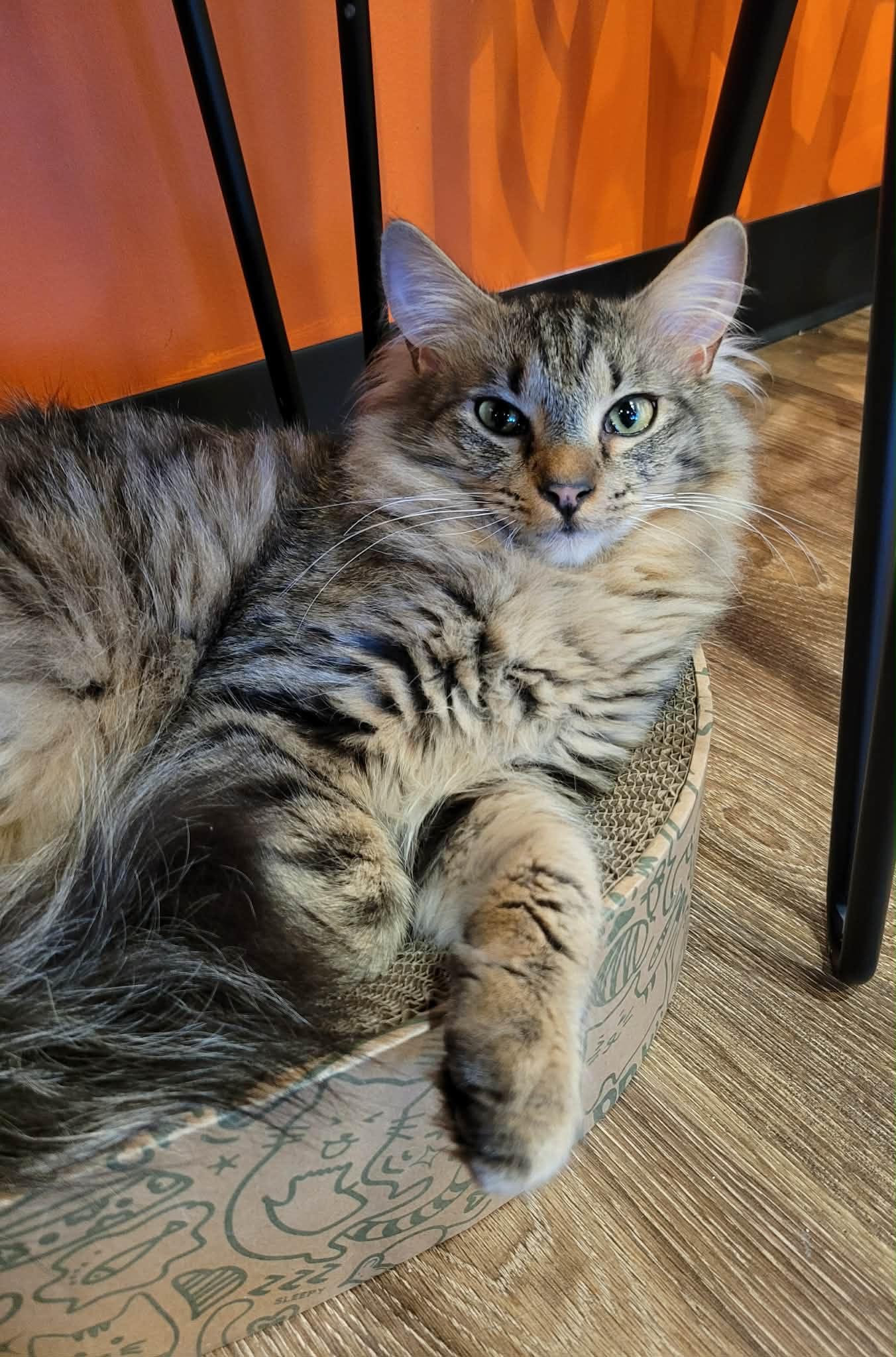 Buzz, Adoptable, Young Male Domestic Medium Hair.