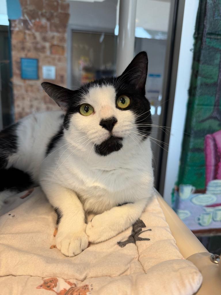 Samuel, Adoptable, Adult Male Domestic Short Hair.