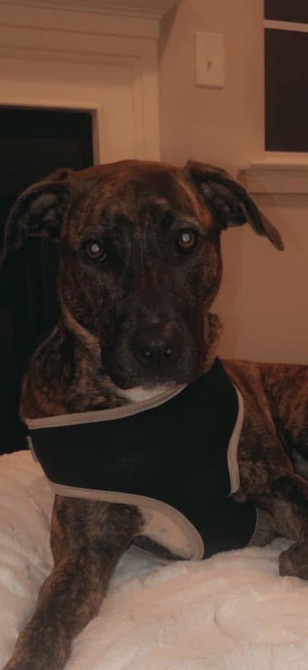 Lucas, Adoptable, Adult Male Plott Hound.