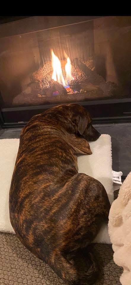 Enlarge Lucas, a Adoptable mixed breed in Eatontown, NJ image 2/6