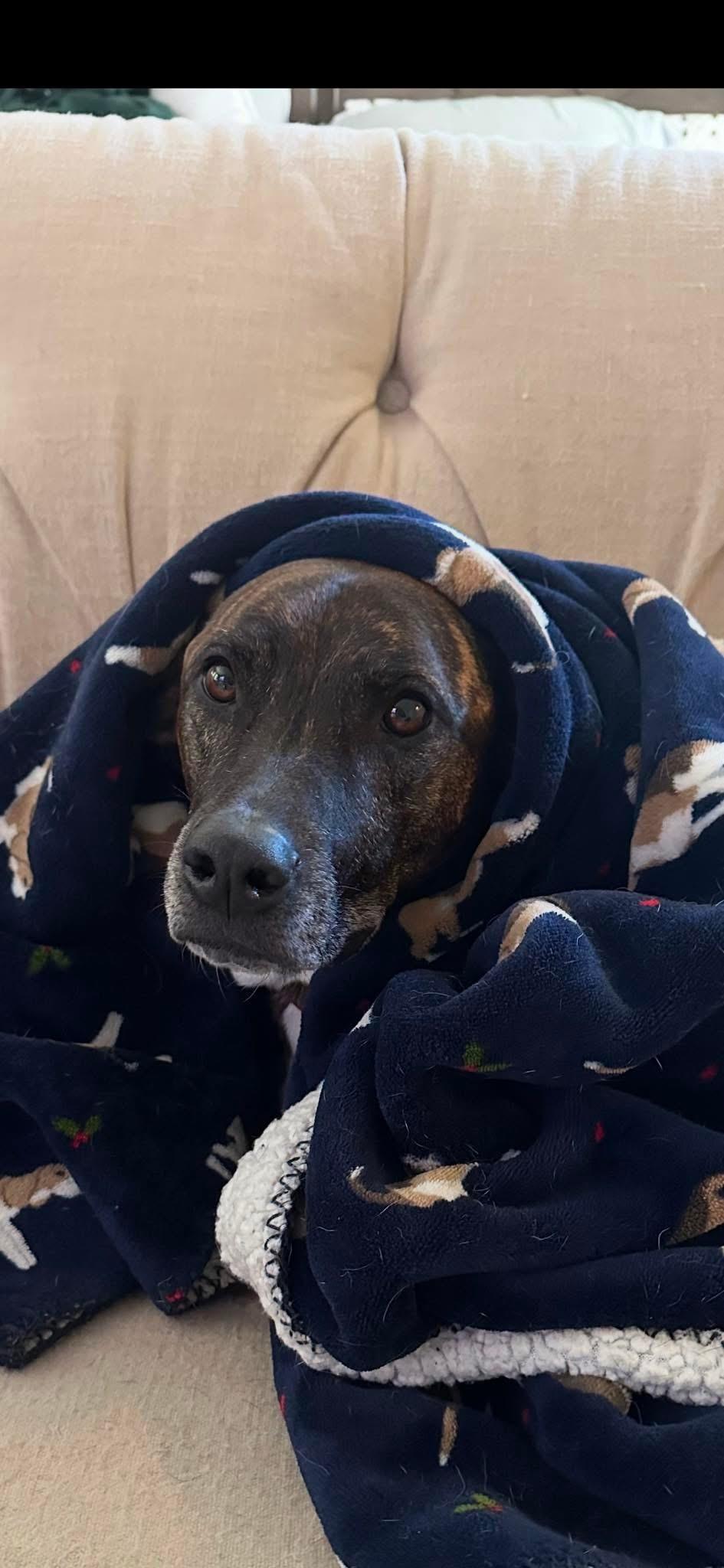 Enlarge Lucas, a Adoptable mixed breed in Eatontown, NJ image 3/6