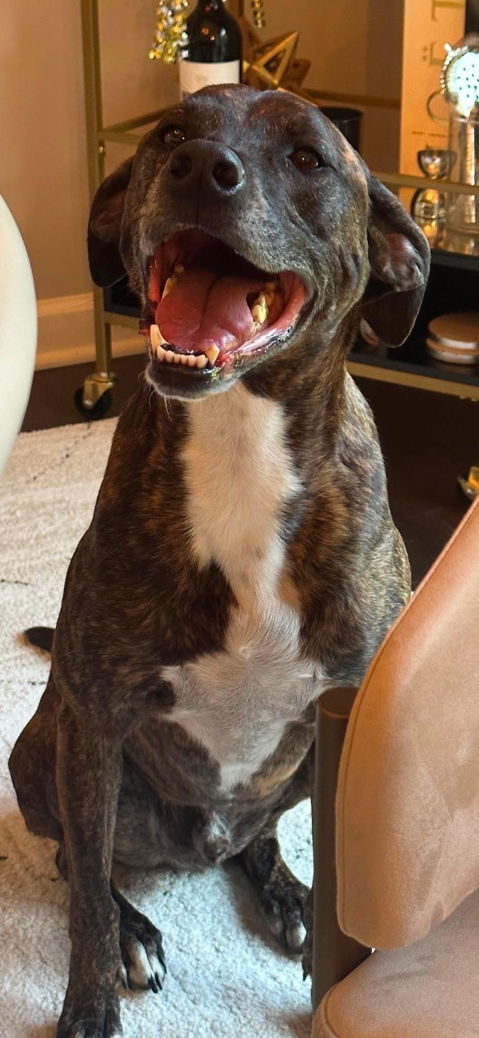 Enlarge Lucas, a Adoptable mixed breed in Eatontown, NJ image 4/6