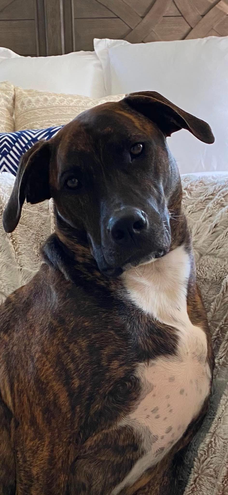 Enlarge Lucas, a Adoptable mixed breed in Eatontown, NJ image 5/6