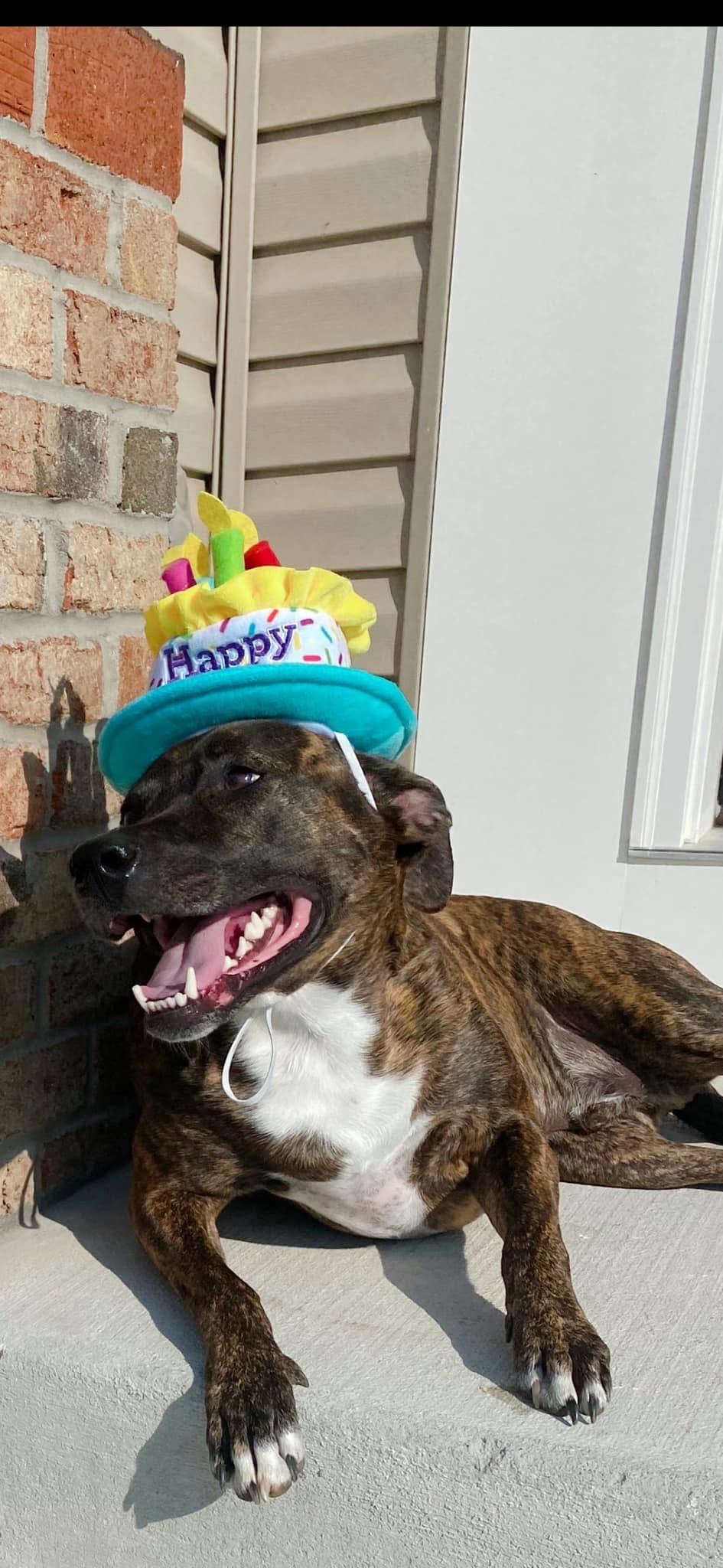 Enlarge Lucas, a Adoptable mixed breed in Eatontown, NJ image 6/6