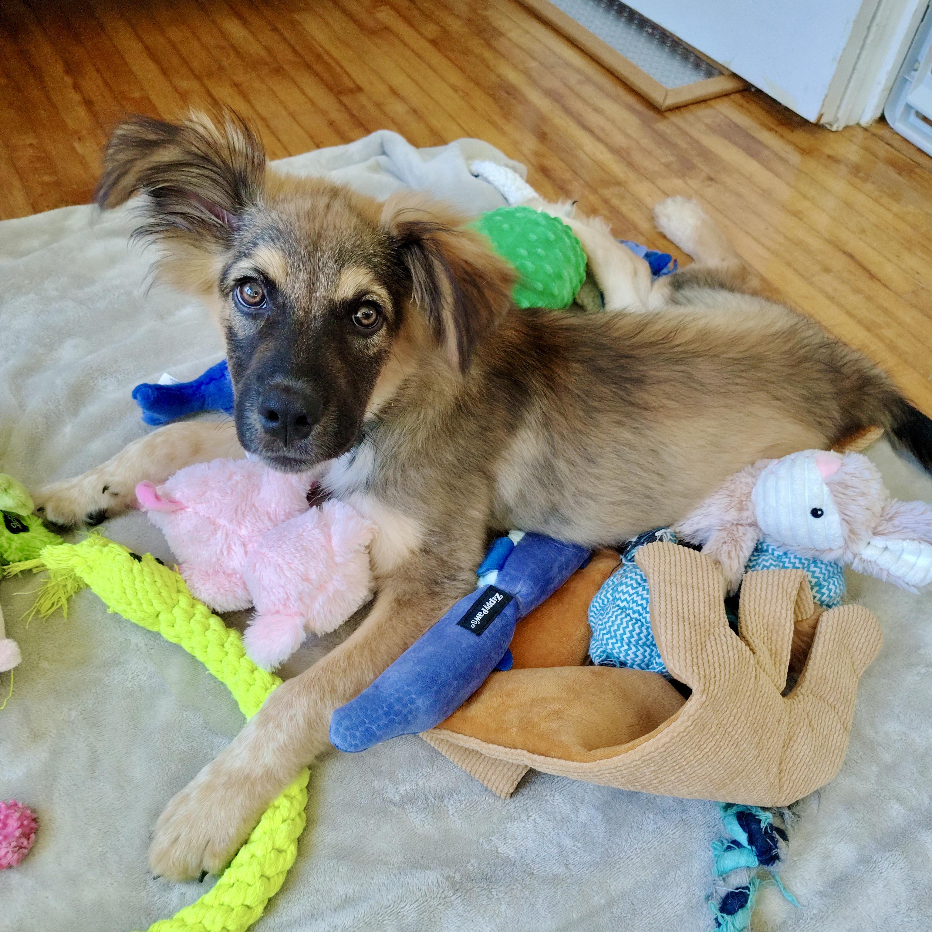 Zeke, a ADOPTABLE mixed breed in Prior Lake, MN image 4/6