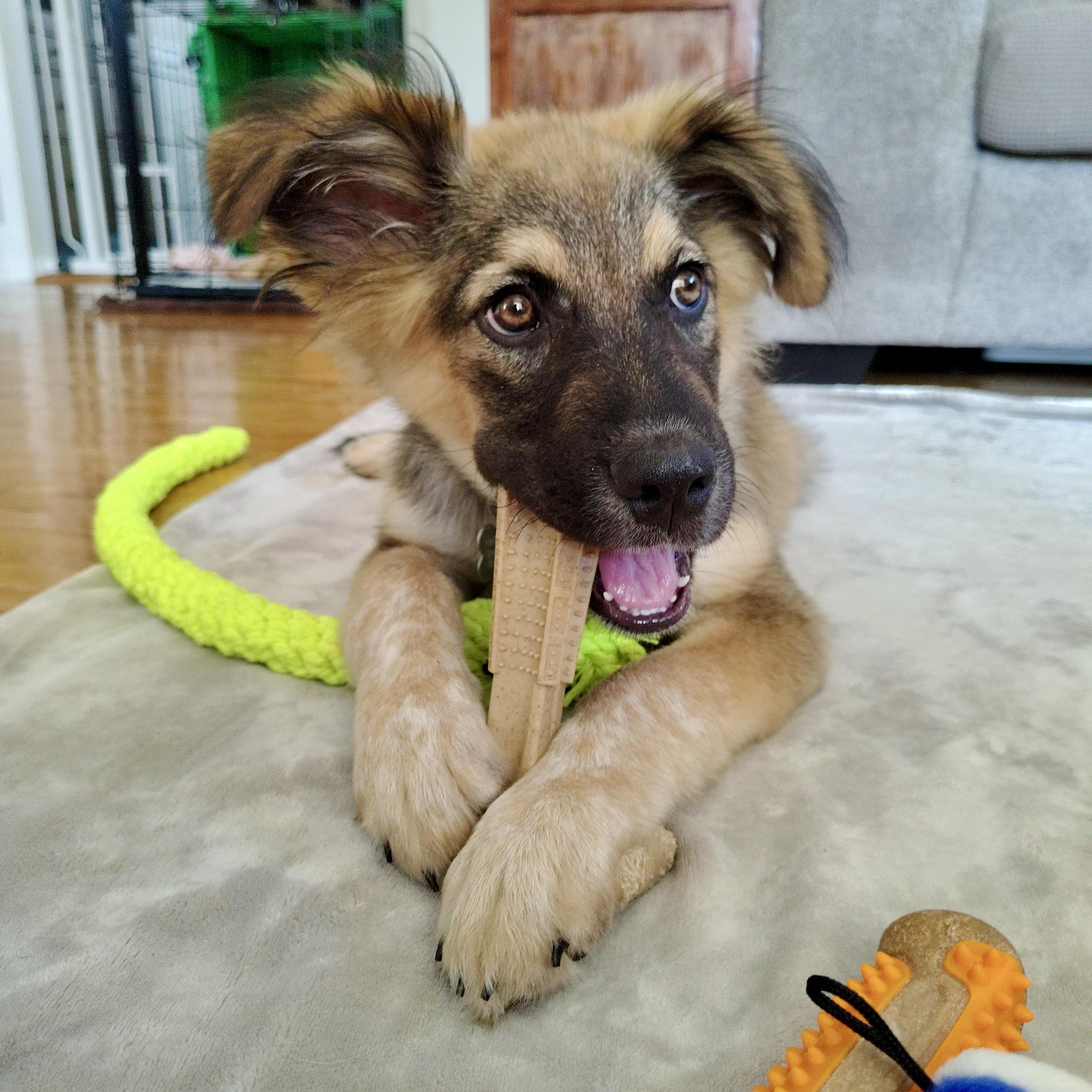 Zeke, a ADOPTABLE mixed breed in Prior Lake, MN image 1/6