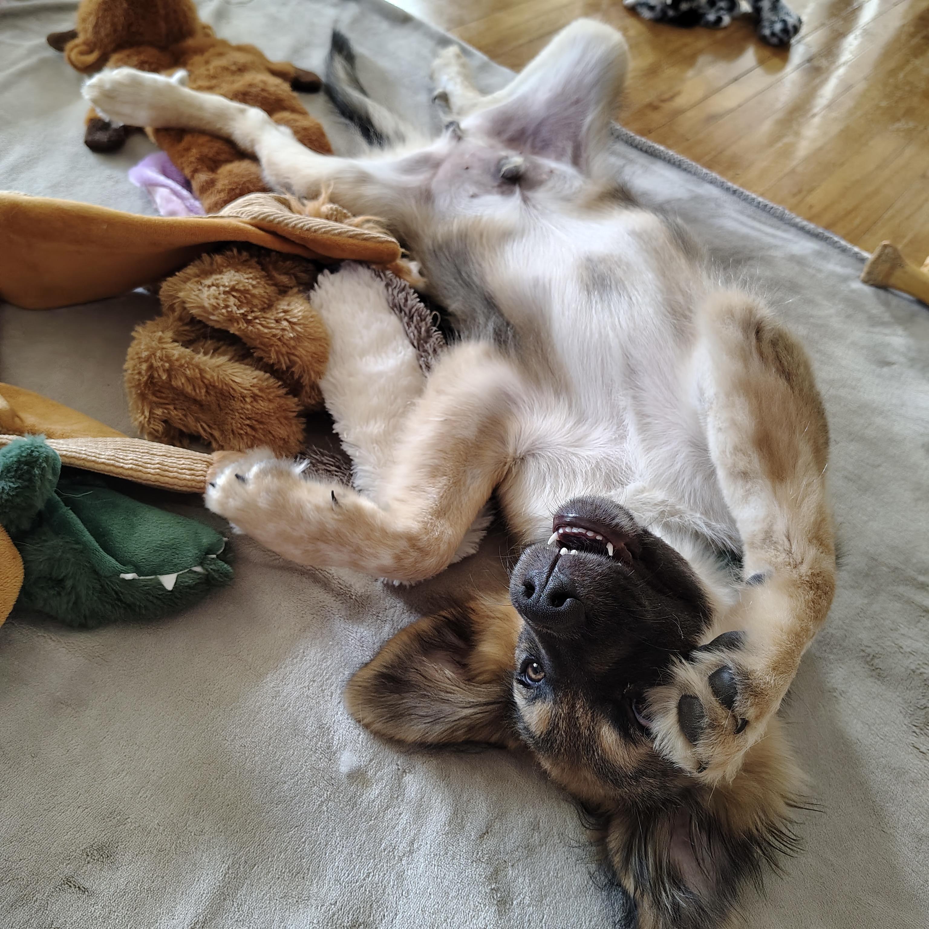 Zeke, a ADOPTABLE mixed breed in Prior Lake, MN image 3/6