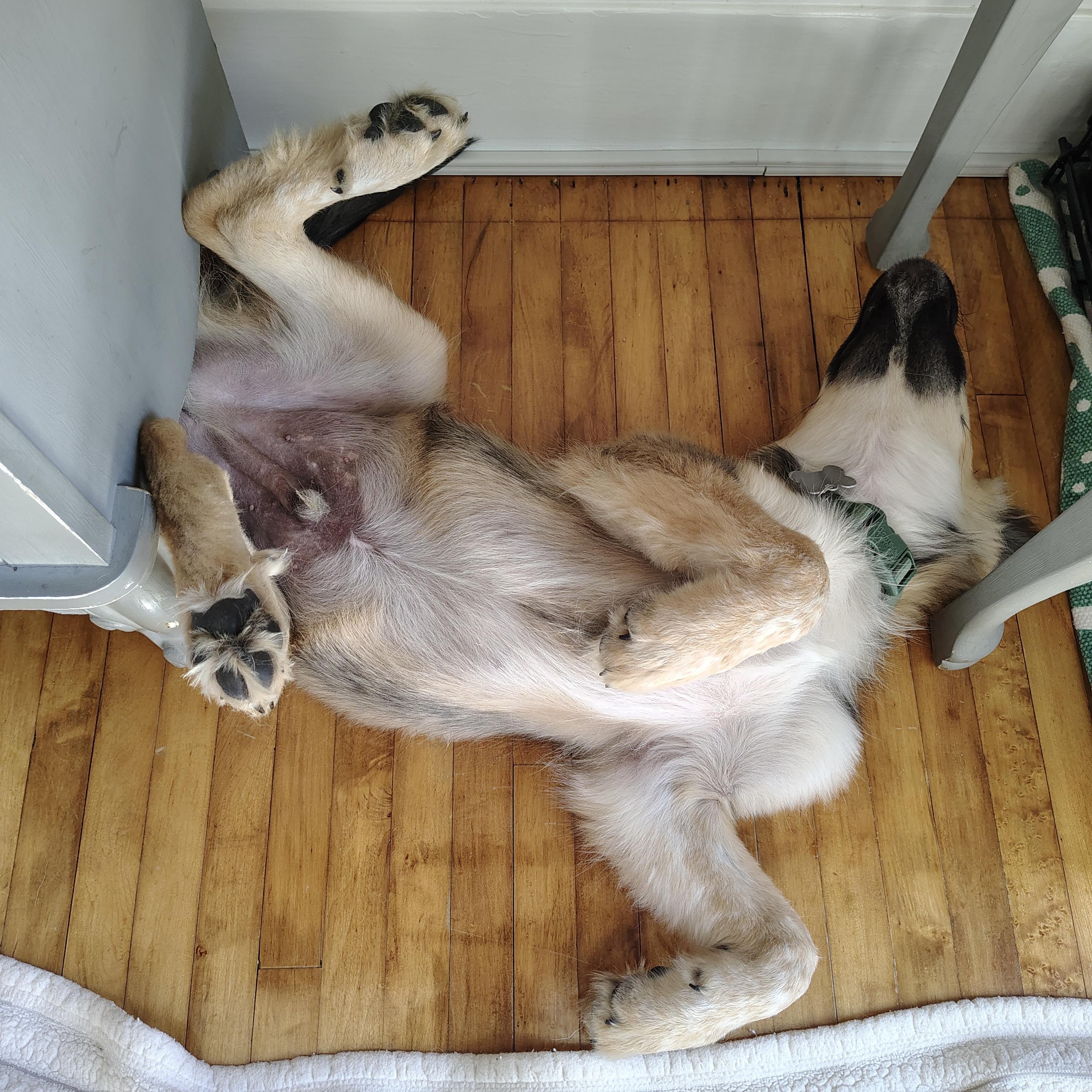 Zeke, a ADOPTABLE mixed breed in Prior Lake, MN image 6/6