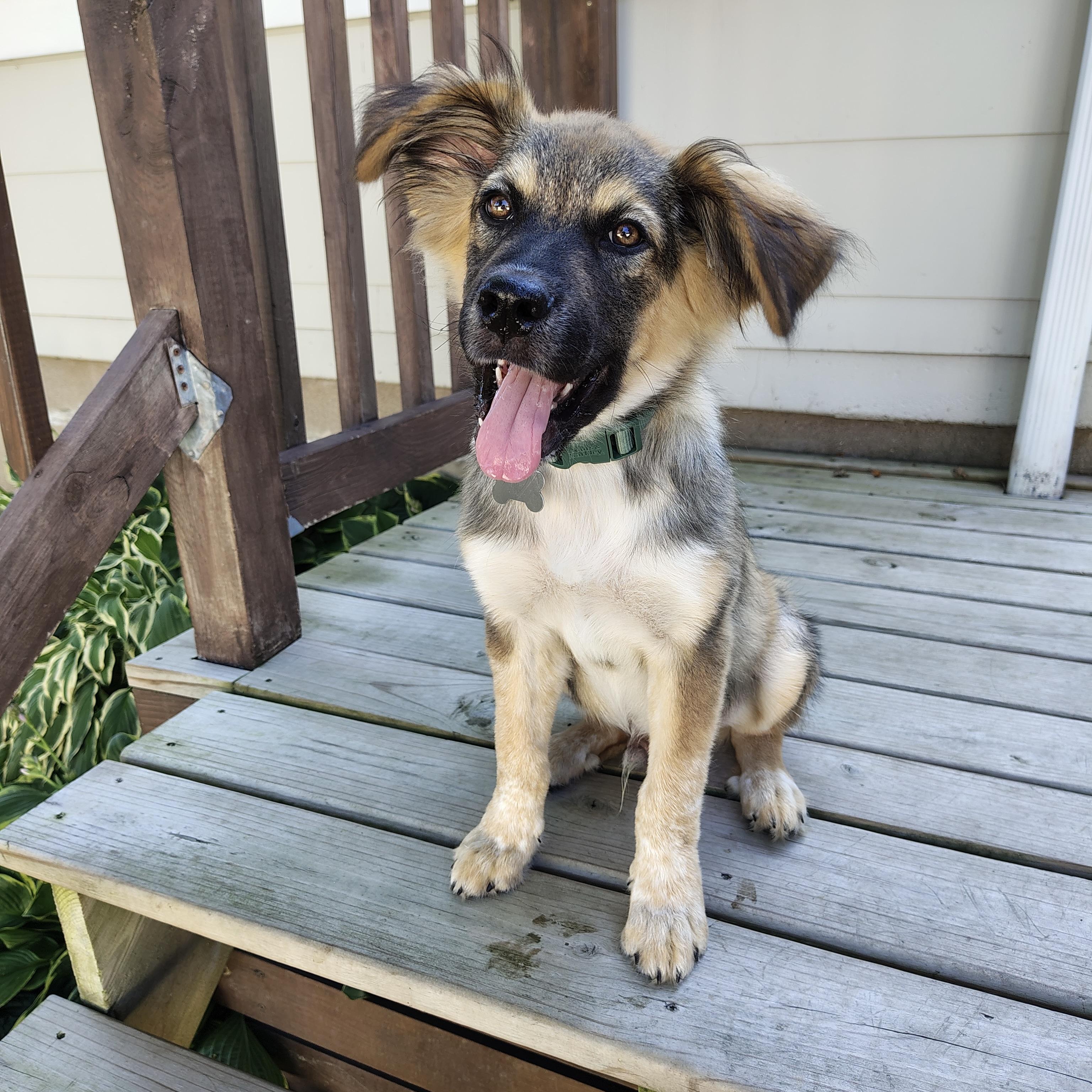 Zeke, a ADOPTABLE mixed breed in Prior Lake, MN image 5/6