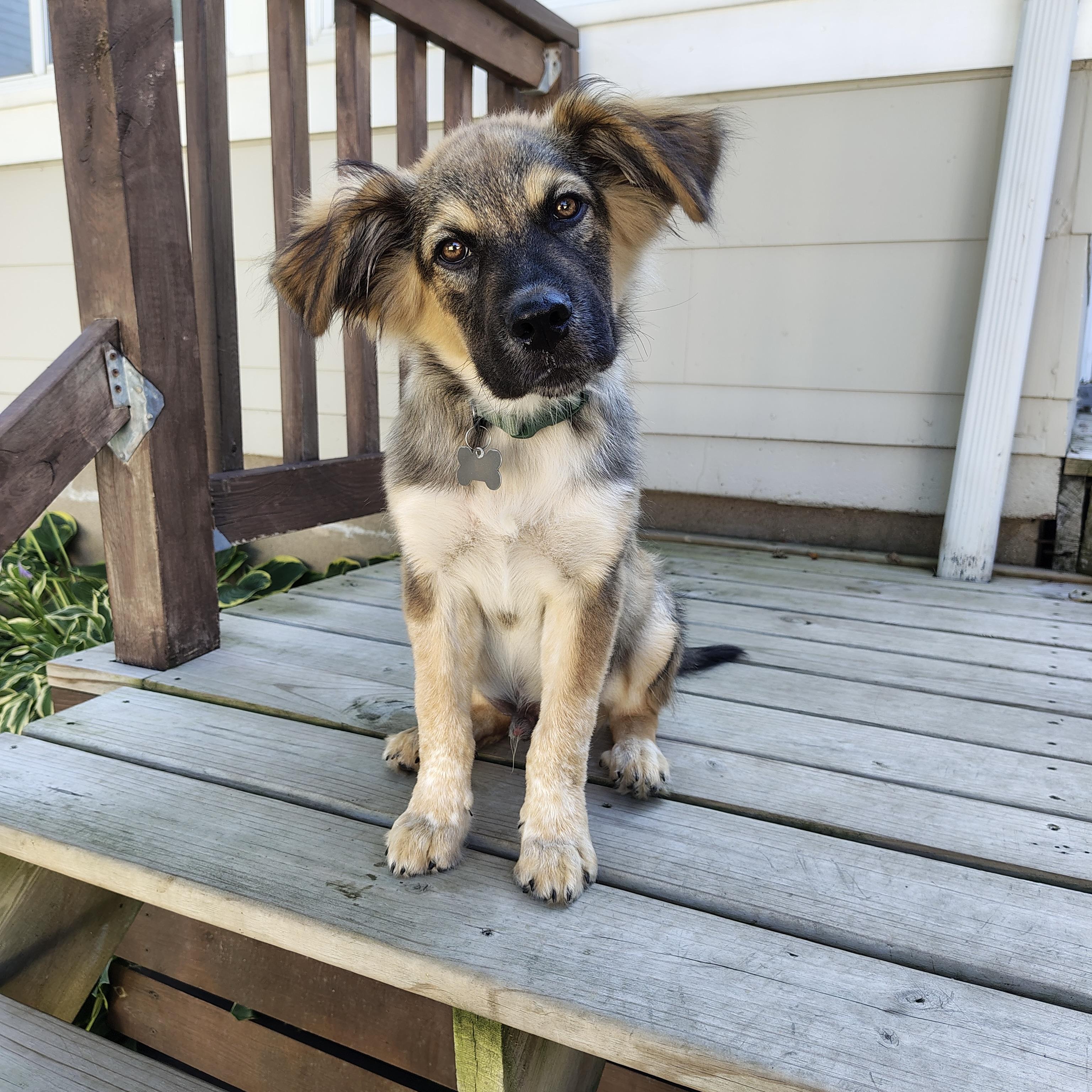 Zeke, a ADOPTABLE mixed breed in Prior Lake, MN image 2/6
