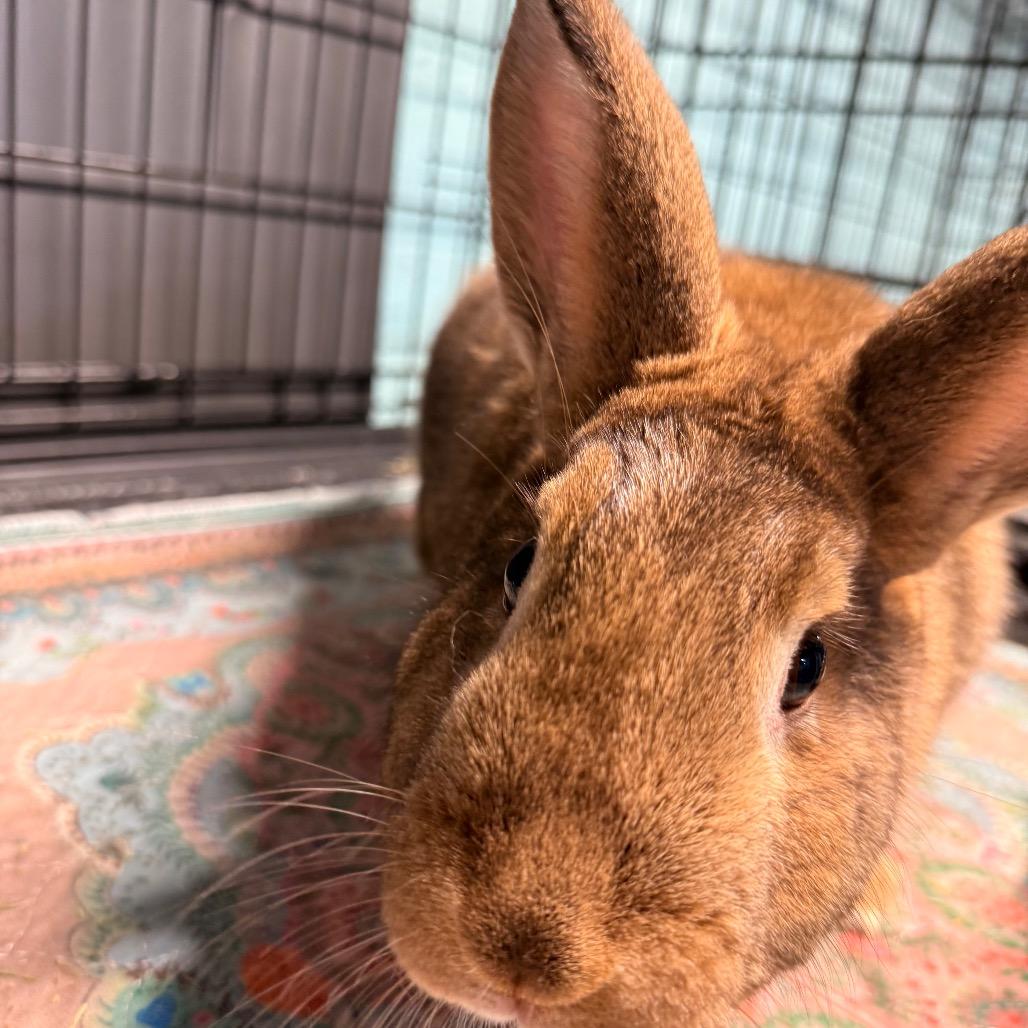 Theo, Adoptable, Adult Male Rex.
