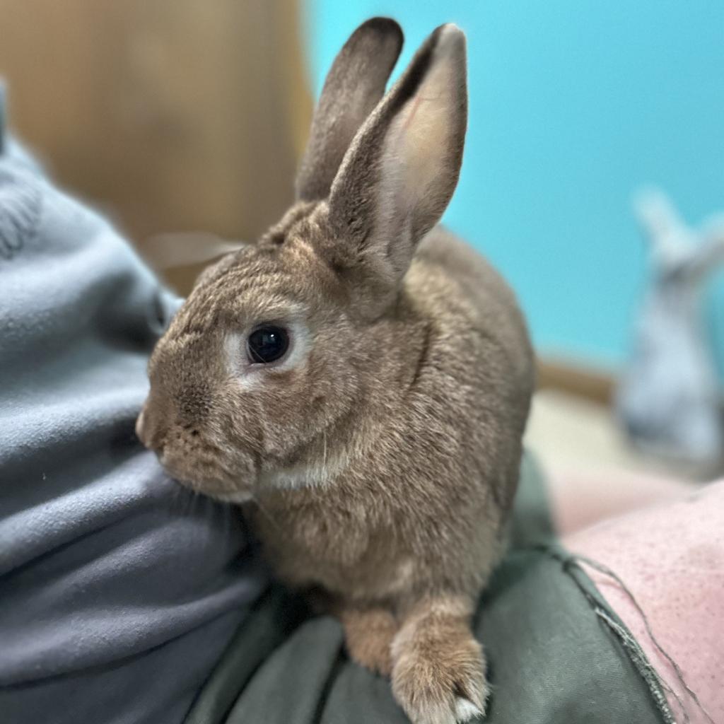 Enlarge Theo, a Adoptable Rex in Winston-Salem, NC image 2/2