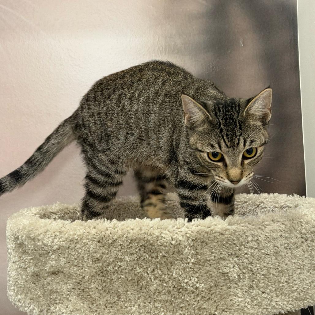 Fawn, Adoptable, Young Female Domestic Short Hair.