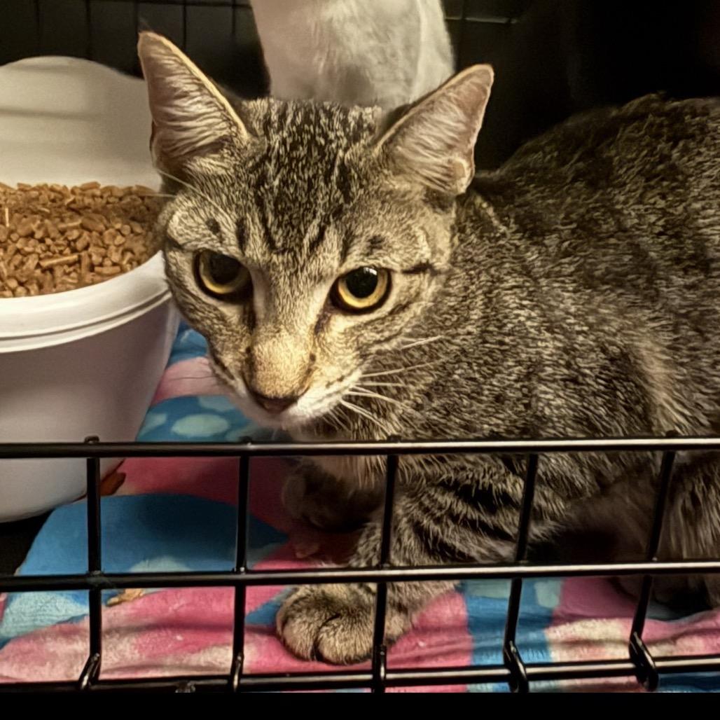 Enlarge Fawn, a Adoptable Domestic Short Hair in Escondido, CA image 2/5
