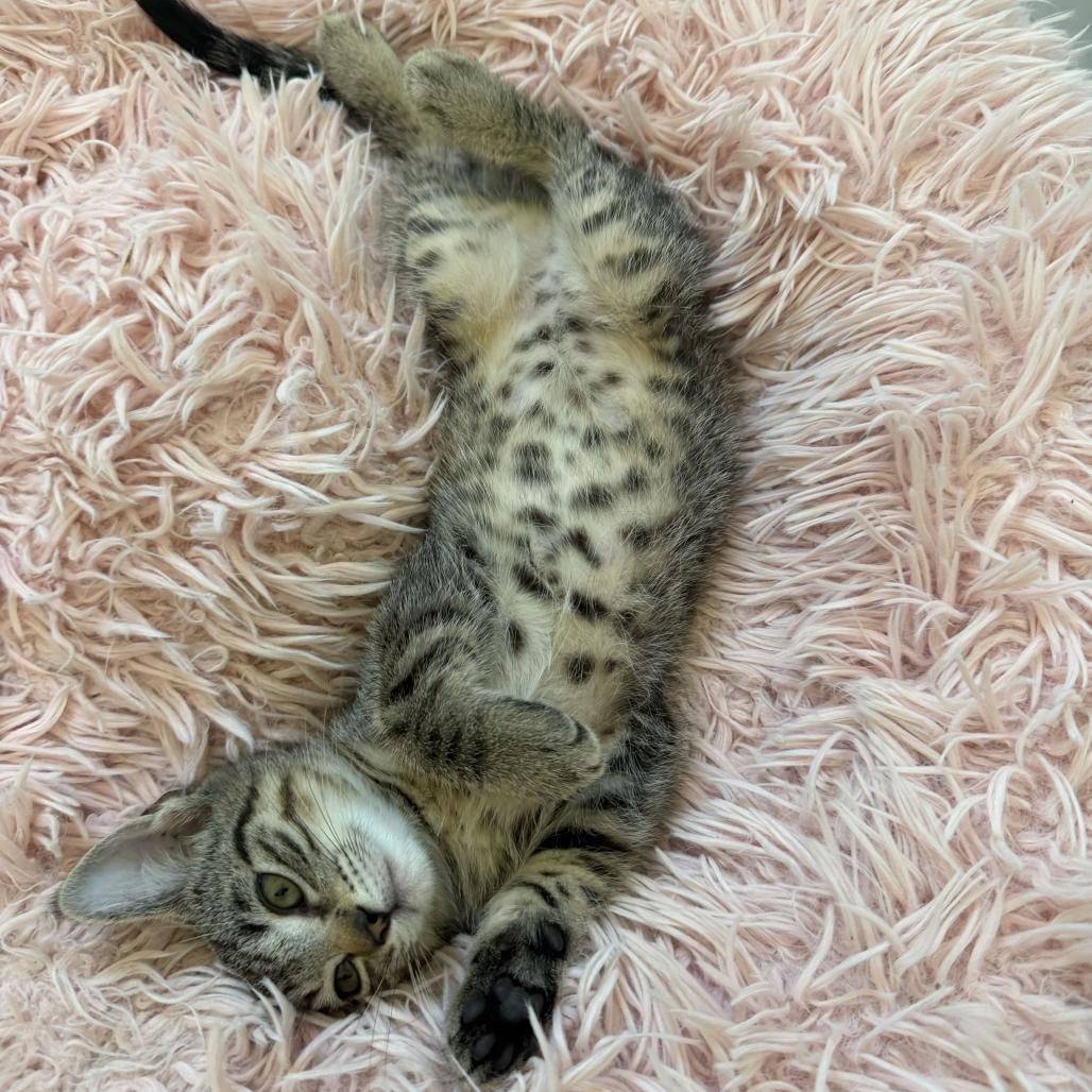 Enlarge Fawn, a Adoptable Domestic Short Hair in Escondido, CA image 3/5