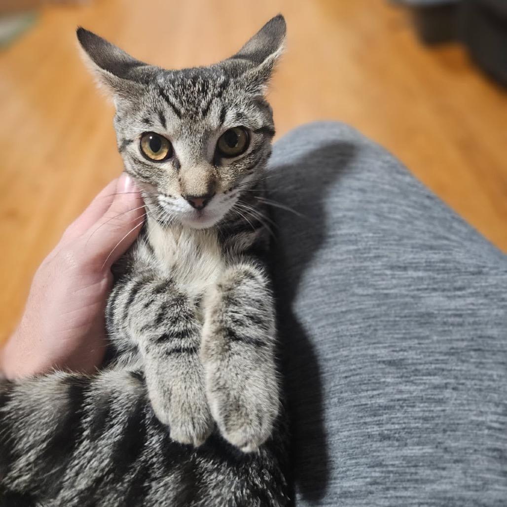 Enlarge Fawn, a Adoptable Domestic Short Hair in Escondido, CA image 4/5