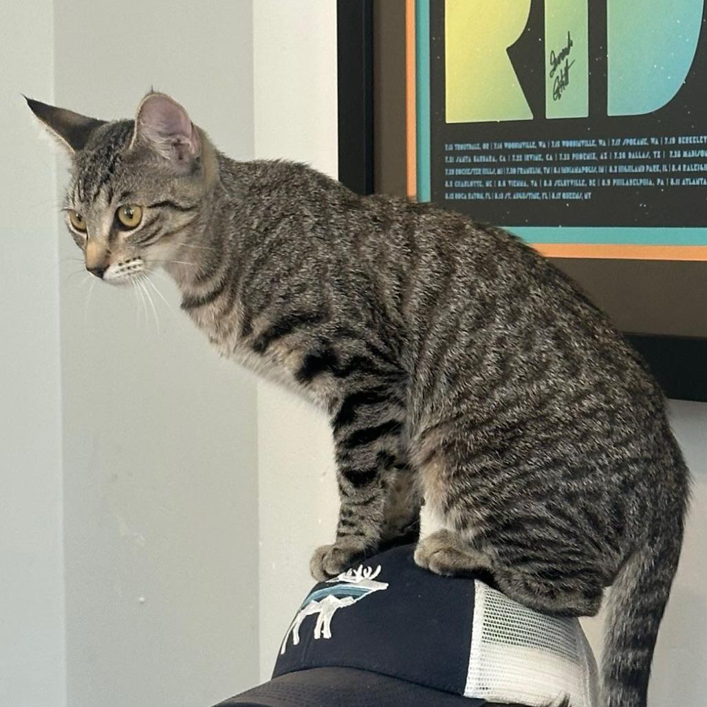 Enlarge Fawn, a Adoptable Domestic Short Hair in Escondido, CA image 5/5