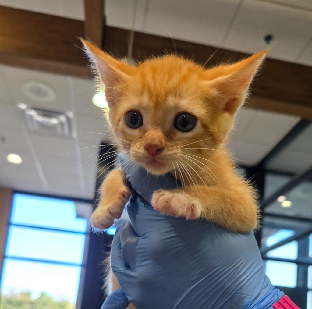Angel, Adoptable, Kitten Male Domestic Short Hair.