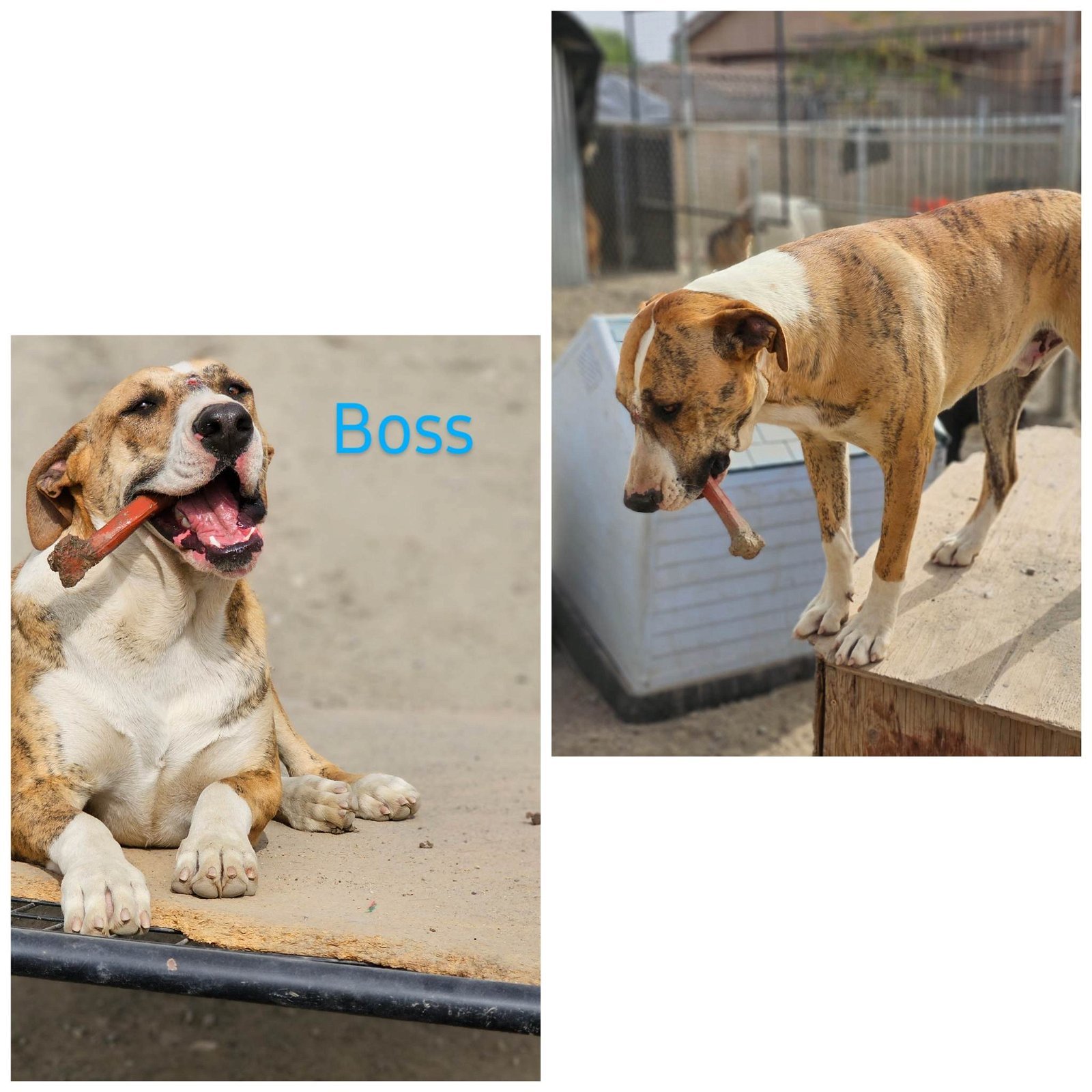 Boss, Adult Male Pit Bull Terrier