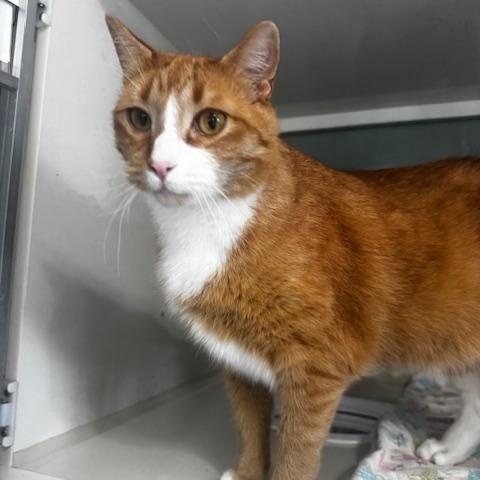 Enlarge Dietrich, a ADOPTABLE Domestic Short Hair in Hutchinson, MN image 2/5