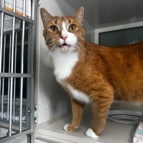 Enlarge Dietrich, a ADOPTABLE Domestic Short Hair in Hutchinson, MN image 3/5