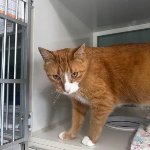Enlarge Dietrich, a ADOPTABLE Domestic Short Hair in Hutchinson, MN image 4/5