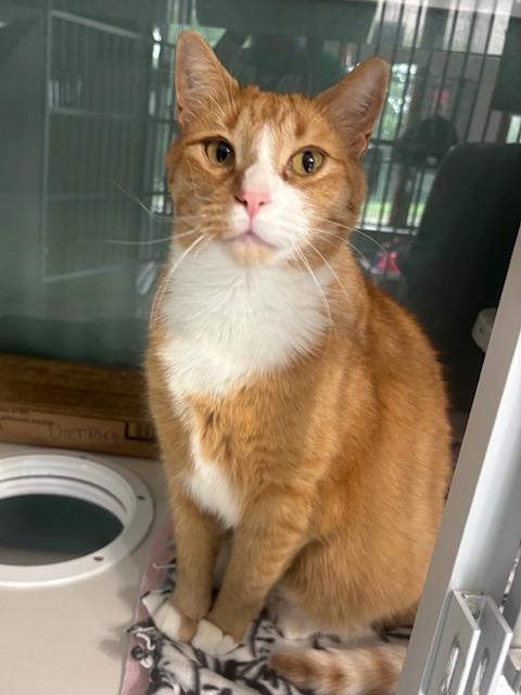 Enlarge Dietrich, a ADOPTABLE Domestic Short Hair in Hutchinson, MN image 1/5
