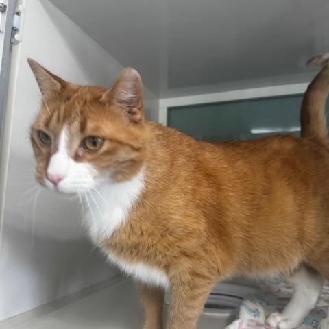 Enlarge Dietrich, a ADOPTABLE Domestic Short Hair in Hutchinson, MN image 5/5