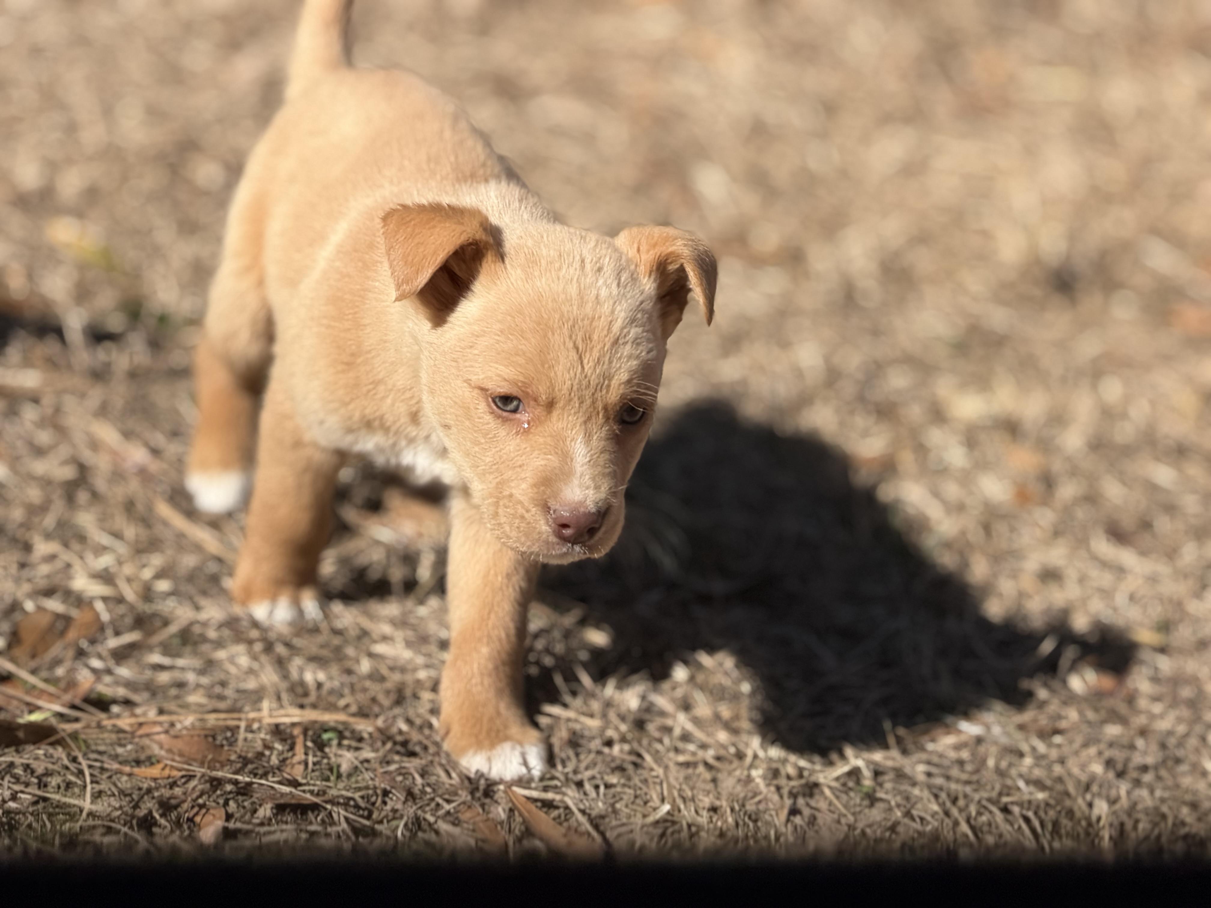 NUGGET — thumbnail 2