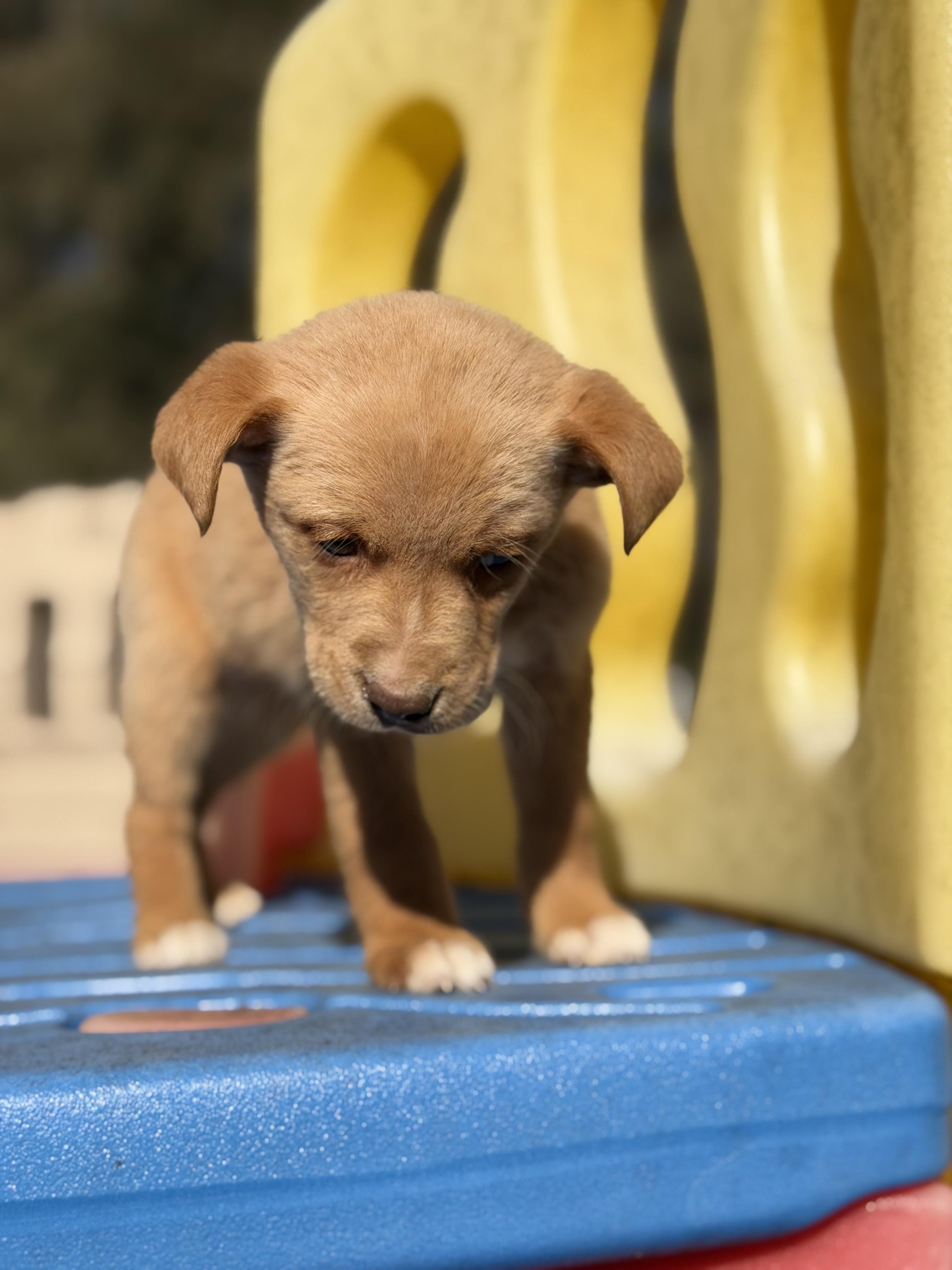 NUGGET — thumbnail 3