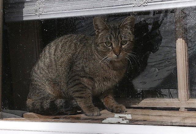 Enlarge Winter, a Adopted mixed breed in Island Lake, IL image 1/1