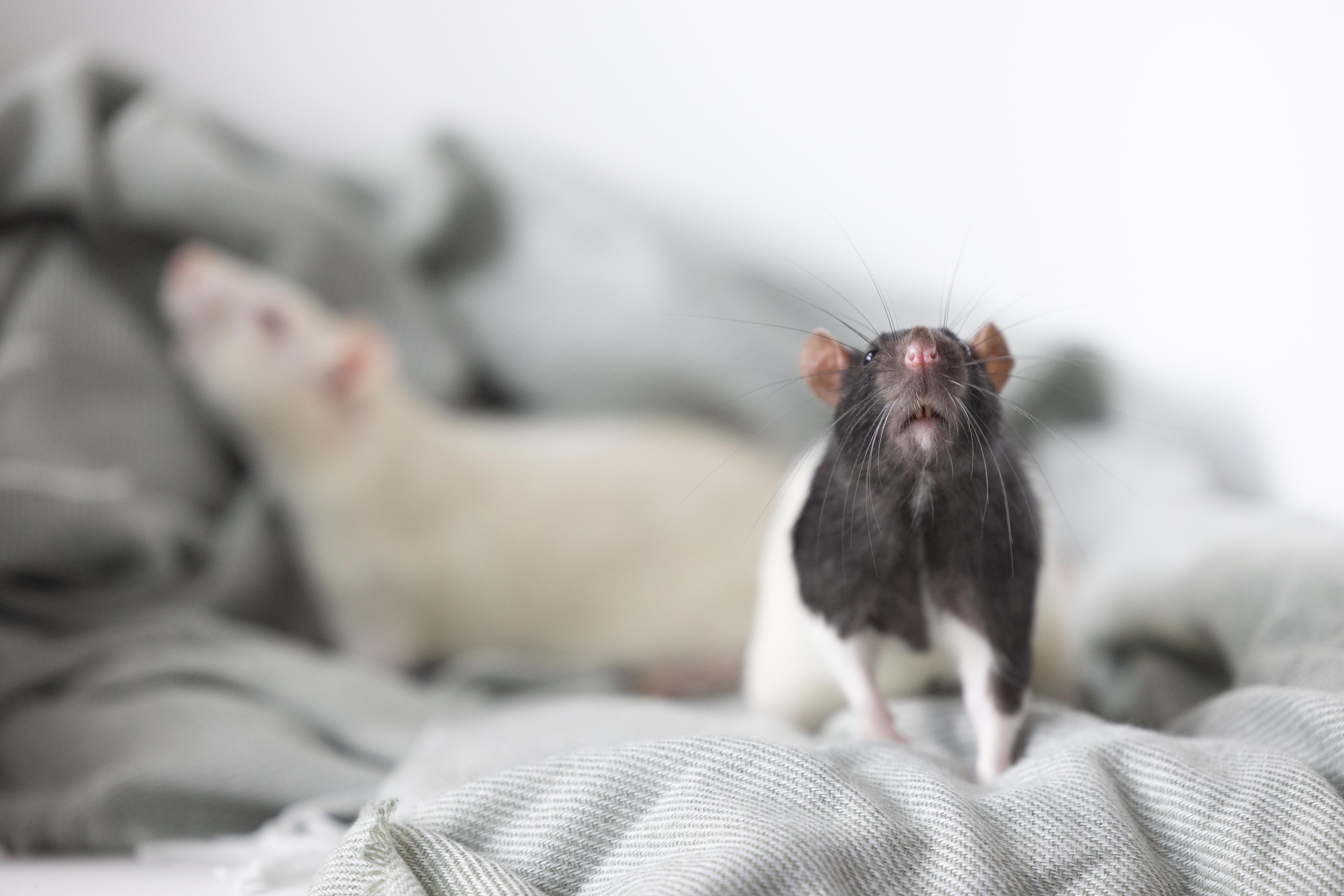 Enlarge Thumper, an adoptable Rat in Saint Paul, MN image 2/6