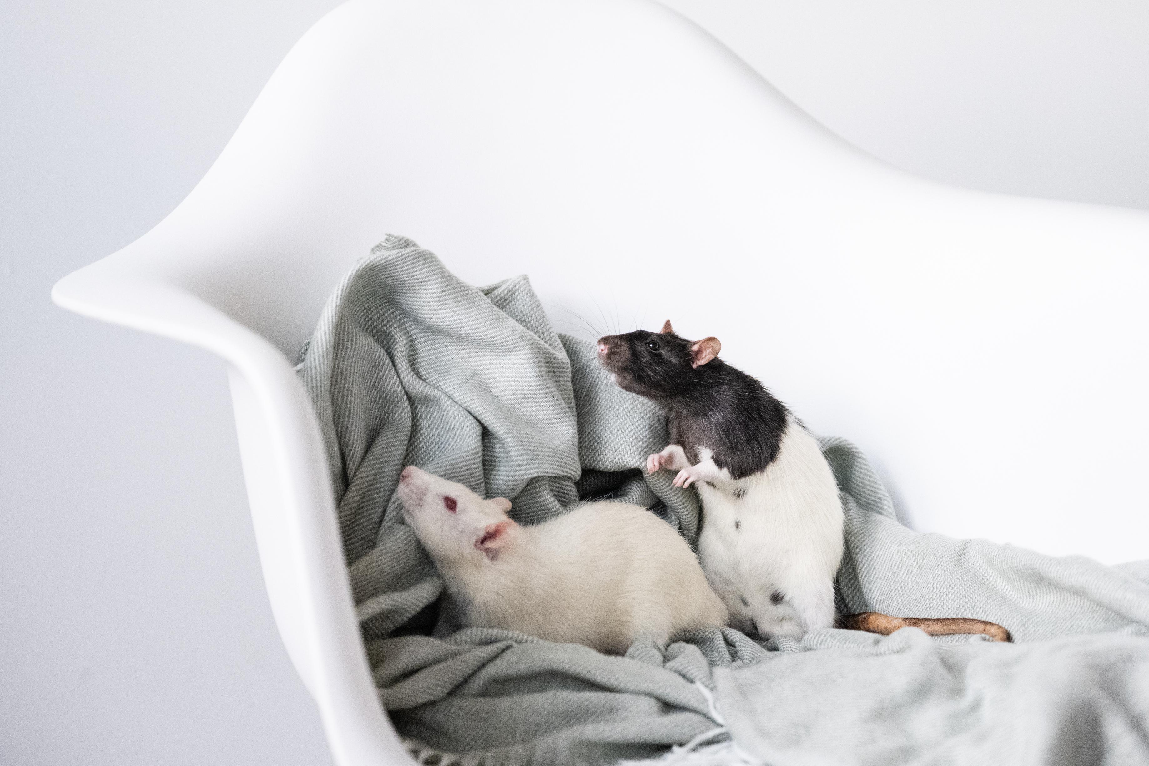 Enlarge Thumper, an adoptable Rat in Saint Paul, MN image 5/6