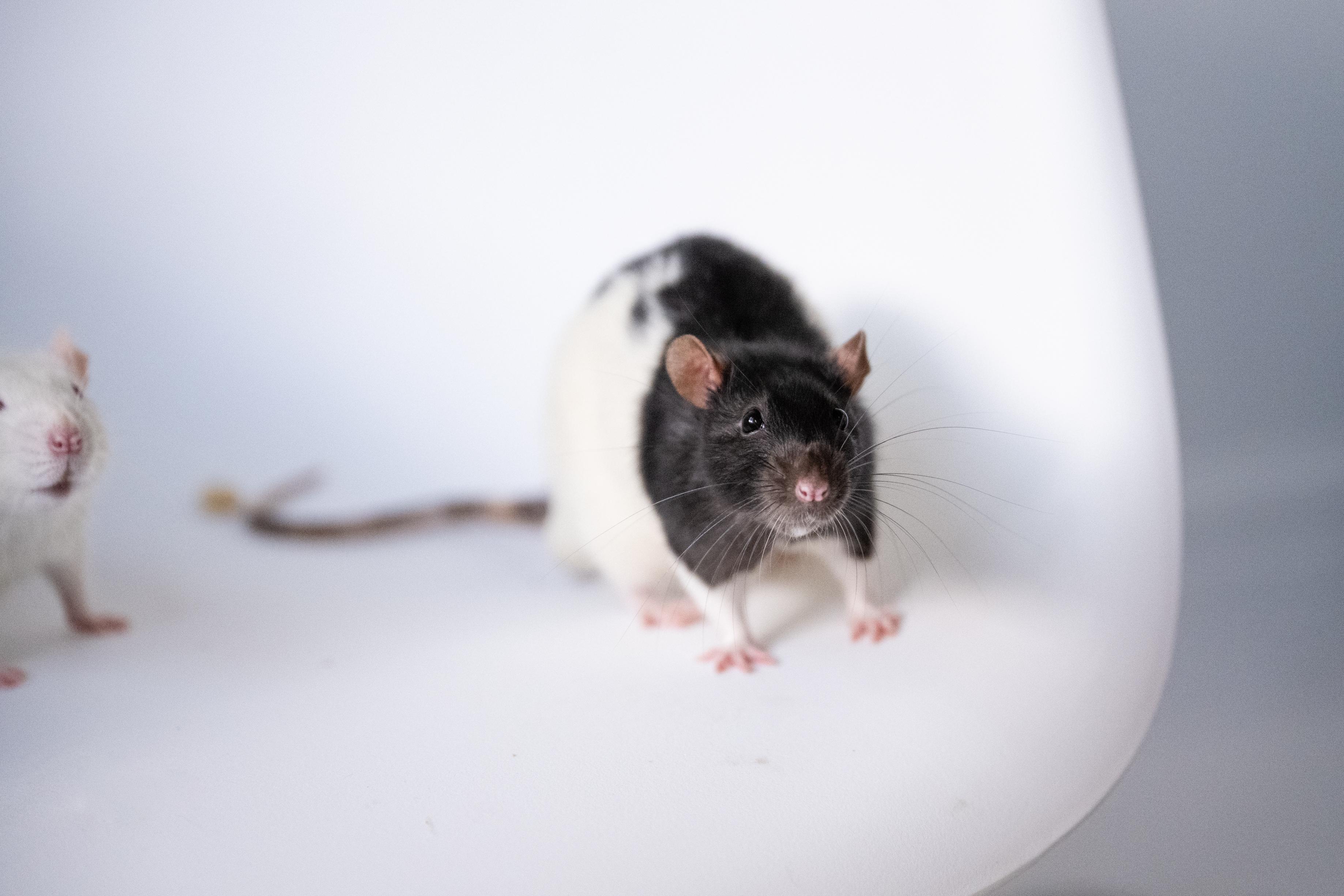 Enlarge Thumper, an adoptable Rat in Saint Paul, MN image 1/6