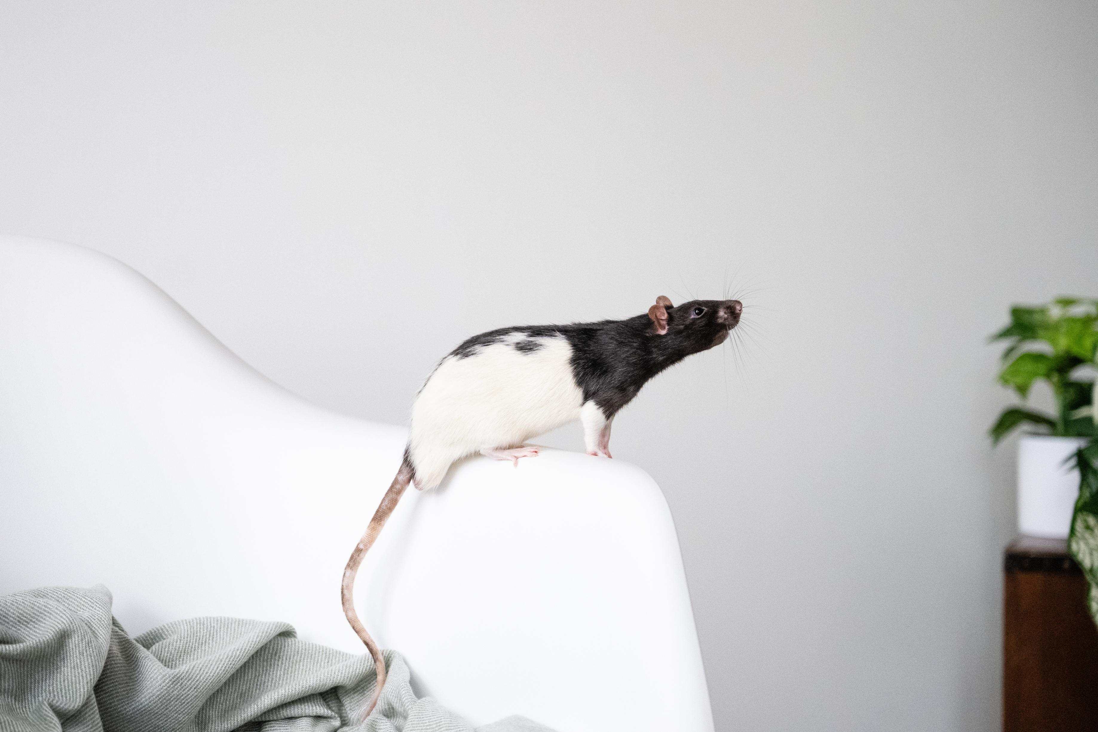 Enlarge Thumper, an adoptable Rat in Saint Paul, MN image 4/6