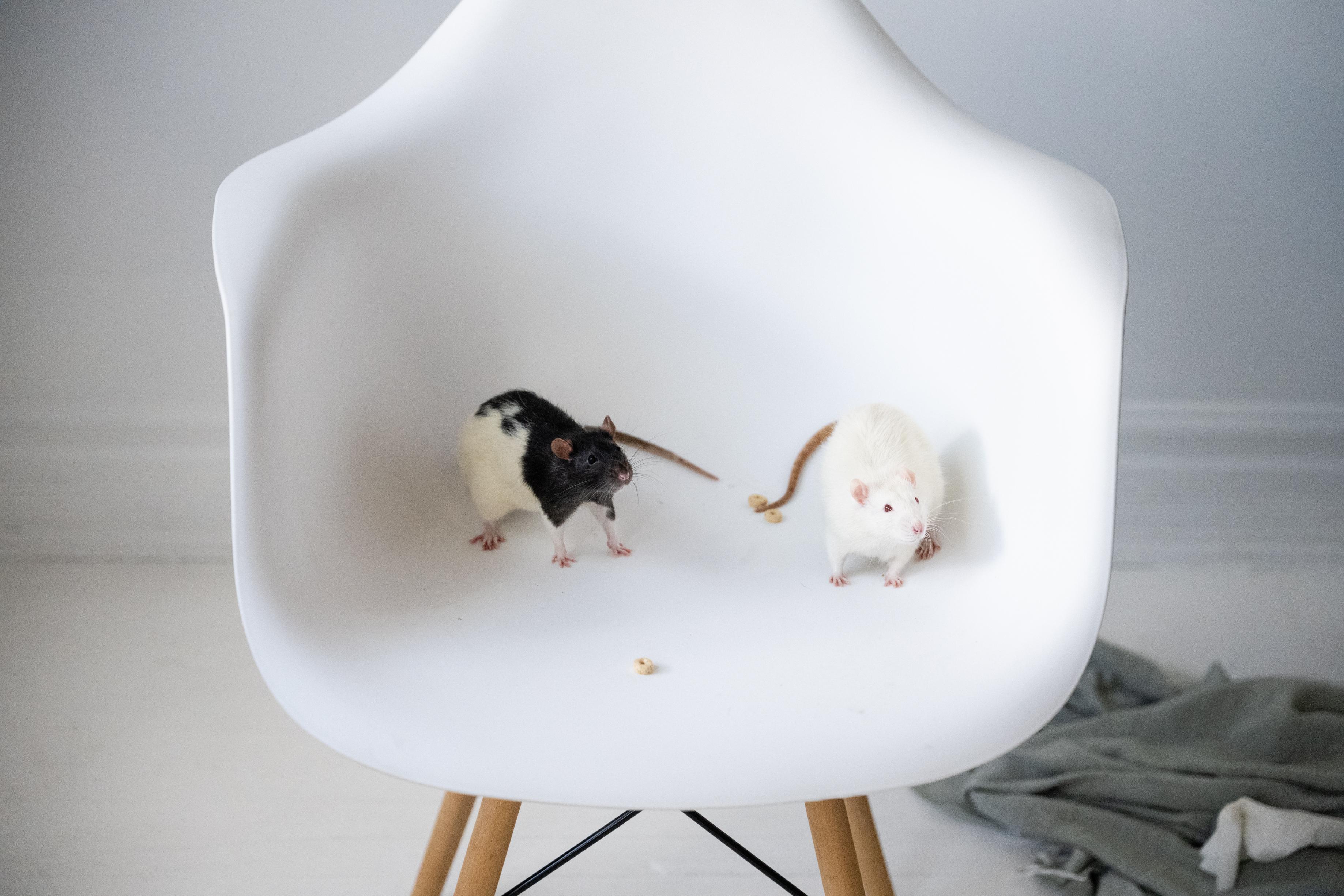 Enlarge Thumper, an adoptable Rat in Saint Paul, MN image 6/6