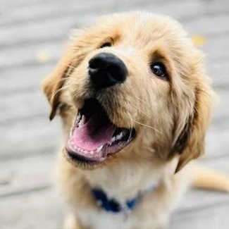 Noble, an adoptable mixed breed in Palatine, IL image 5/5