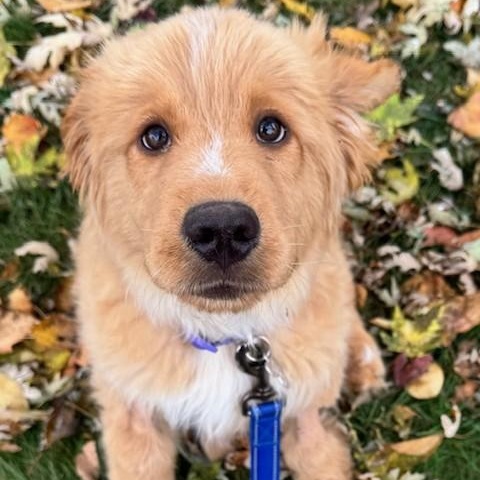 Noble, an adoptable mixed breed in Palatine, IL image 4/5