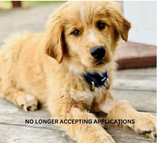 Noble, an adoptable mixed breed in Palatine, IL image 1/5