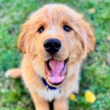 Noble, adoptable, Puppy Male Retriever & Mixed Breed.