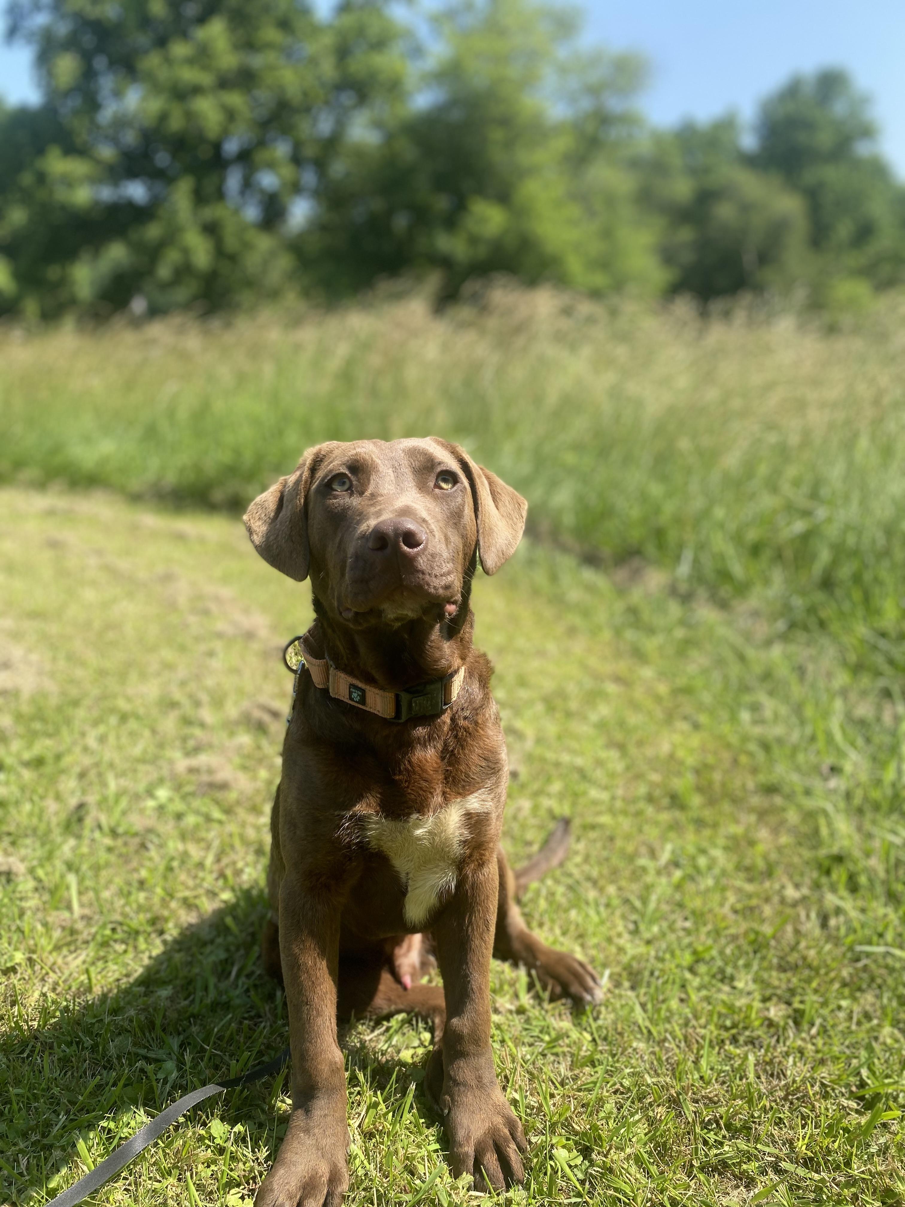 River, Adoptable, Young Male Labrador Retriever & Mixed Breed.