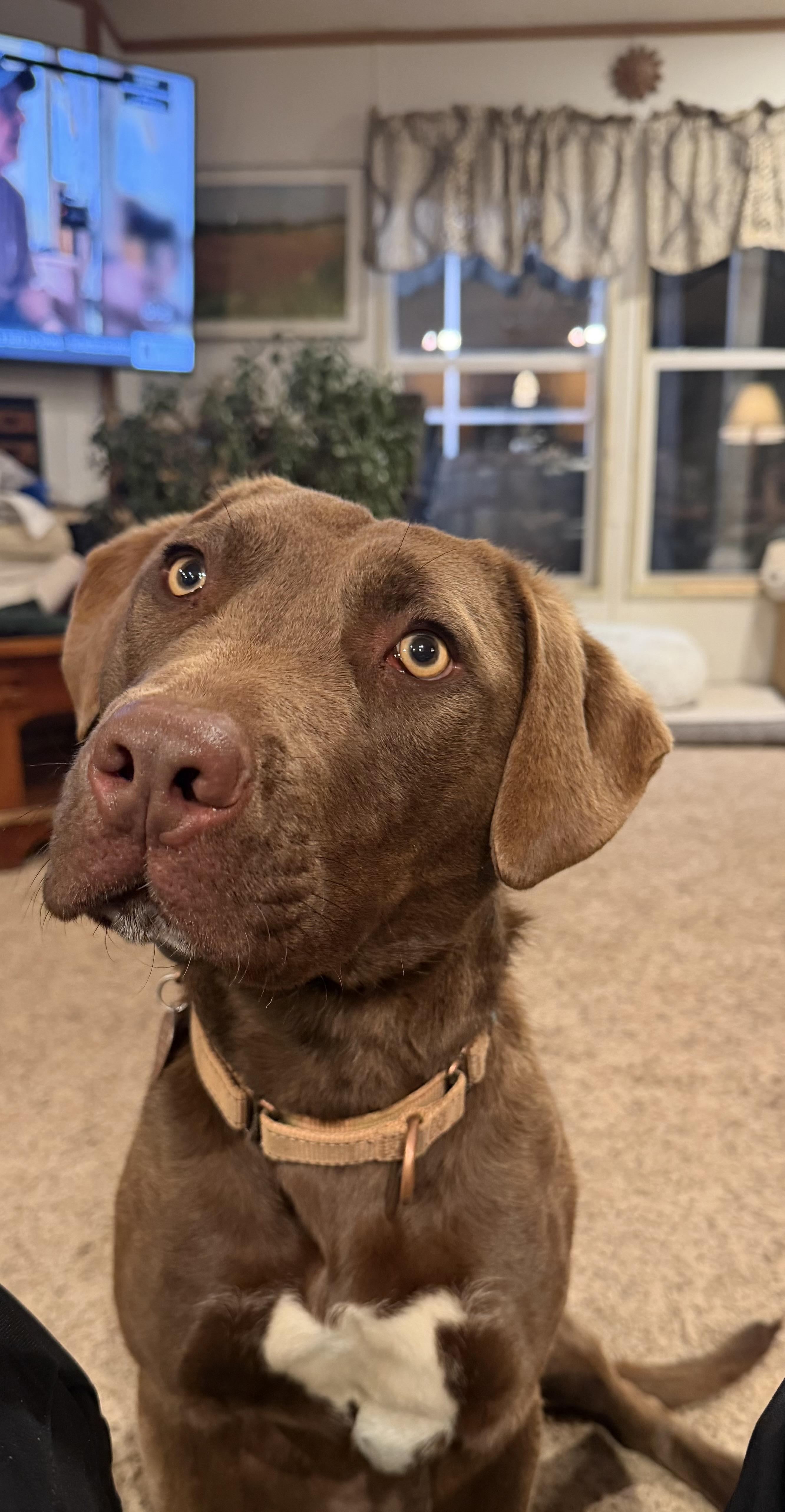 Enlarge River, a Adoptable mixed breed in Horse Shoe, NC image 1/6