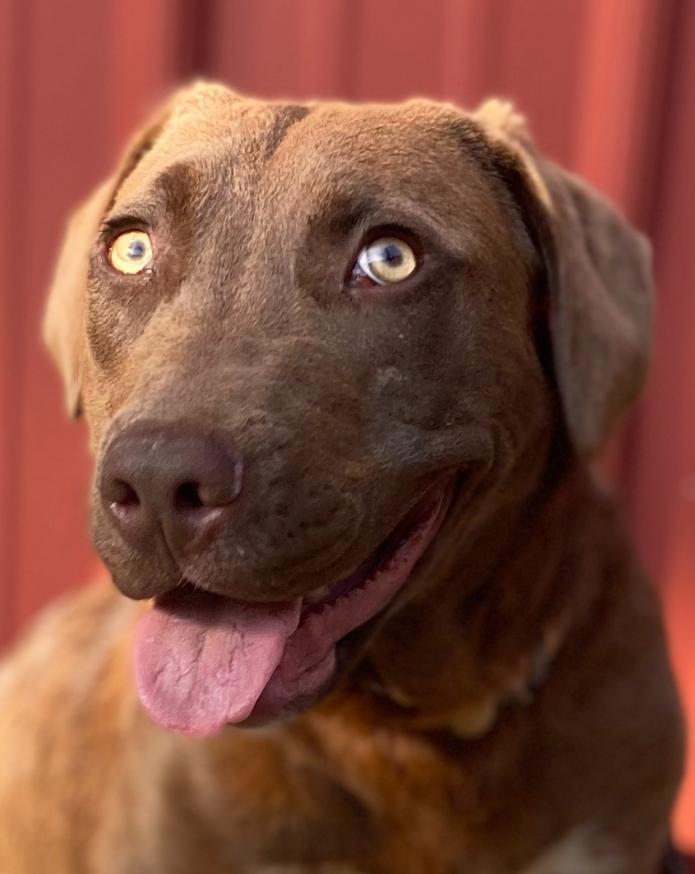 River, Adoptable, Adult Male Labrador Retriever & Mixed Breed.