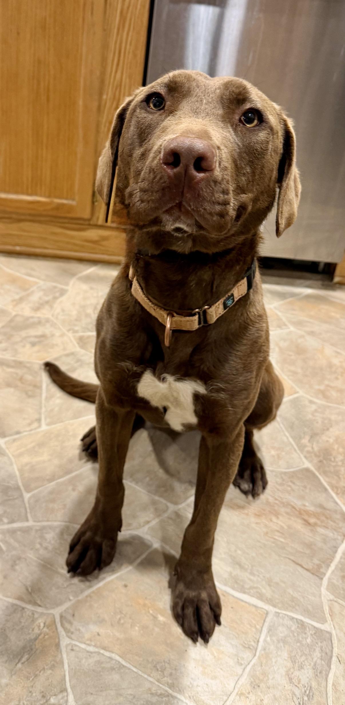 Enlarge River, a Adoptable mixed breed in Horse Shoe, NC image 4/6